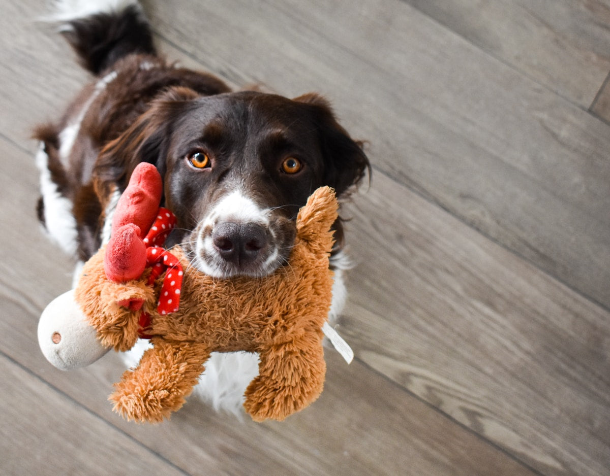 Dog playing with a soft plush bear squeaky toy