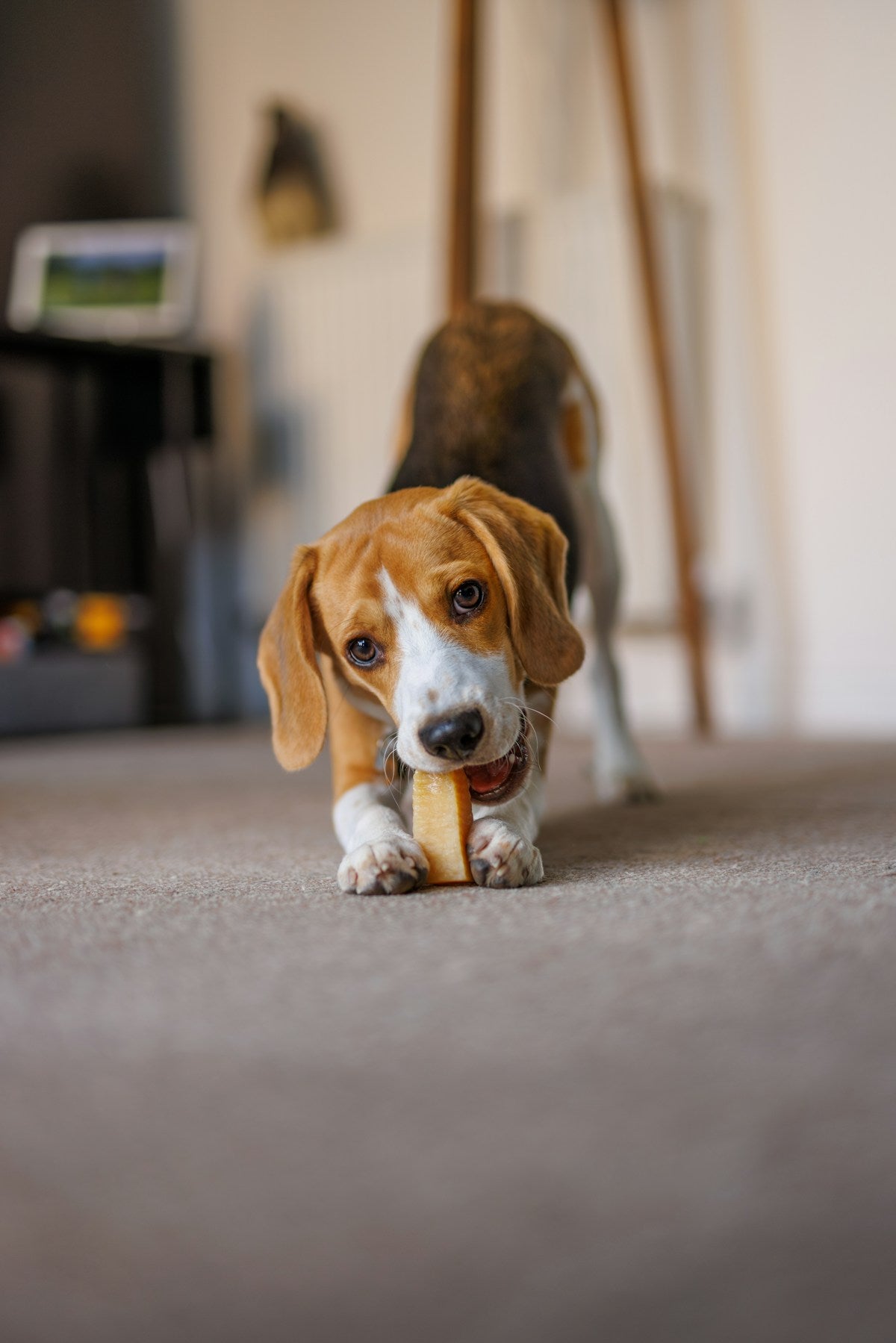 Beagle puppy chewing on a bone-shaped chew toy