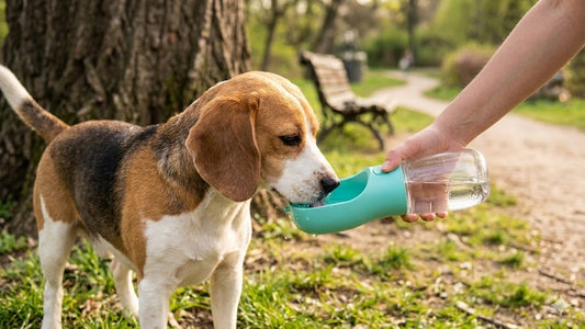 Travel Water Bottle & Bowl