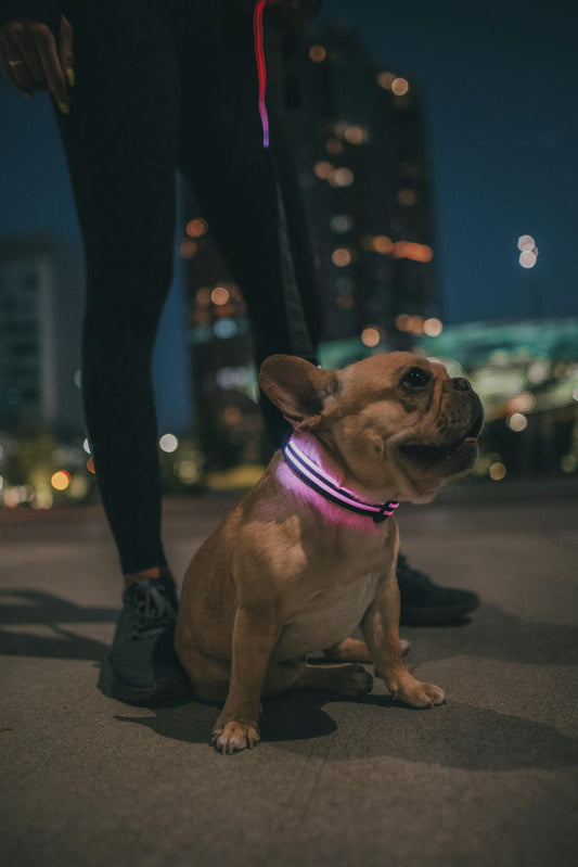 French Bulldog wearing a glowing neon LED safety collar at night