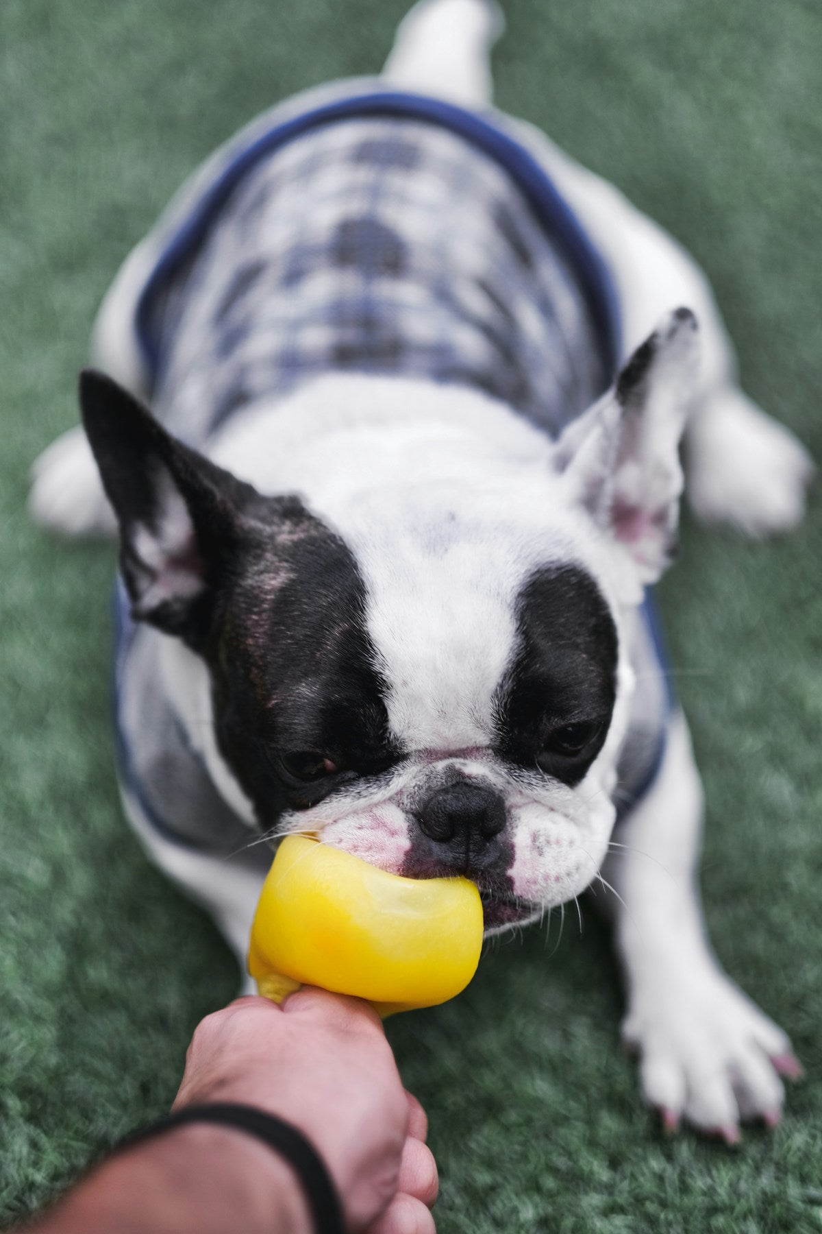 Dog biting and playing with a bright yellow rubber squeaky duck toy