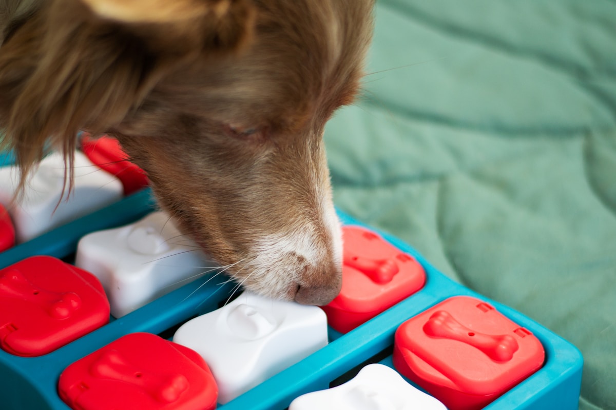 Border collie solving a blue and red interactive puzzle feeder toy