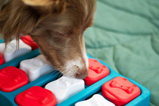 Border collie solving a blue and red interactive puzzle feeder toy