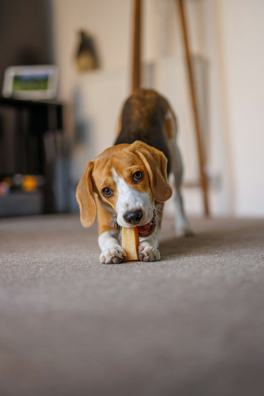 Beagle puppy chewing on a bone-shaped chew toy
