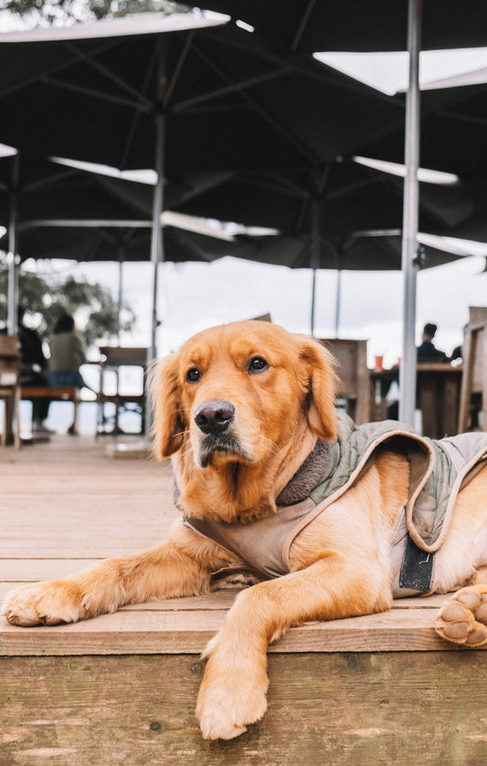 Dog wearing a calming anxiety wrap vest