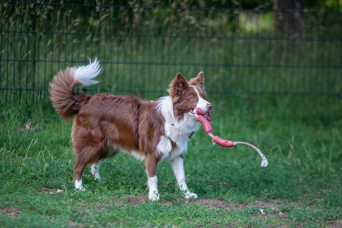 Dog holding a rope tug toy in its mouth