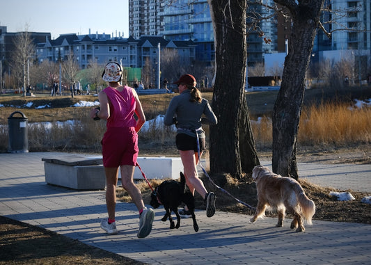 Two women jogging with their dogs on a leash