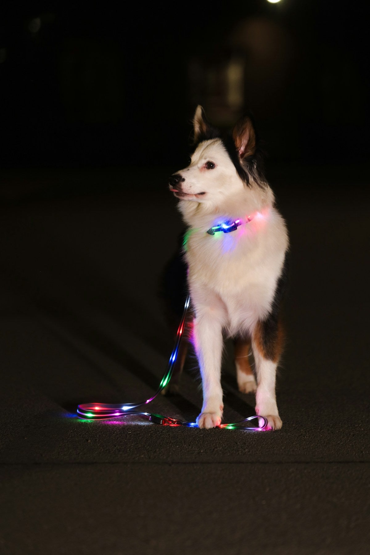 Dog wearing colorful LED lights on leash at night